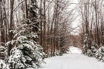 Landscapes - Forest - Europe, Romania, Suceava region