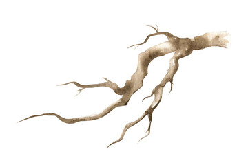 Watercolor bare brown branch. Cut out hand drawn illustration. Watercolor Tree dry branch clipart drawing. Botanical tree stick element. Dry stick natural decoration. Big tree beautiful curved branch