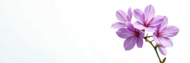 Delicate lilac flowers isolated on white background, single bloom, spring, pure white