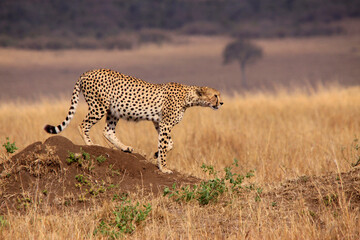 Gepard (Acinonyx jubatus) auf Hügel im Grasland, Kenia, Afrika © Aggi Schmid
