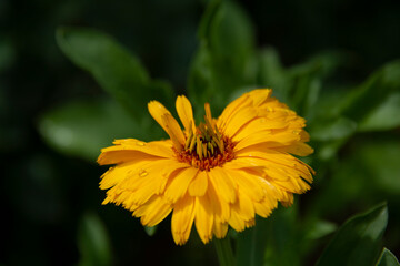 Yellow calendula flower on blurred green background close up