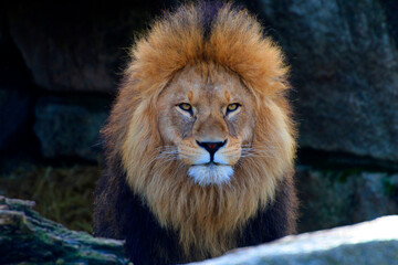  Löwe (Panthera leo) Löwen-Männchen Portrait 