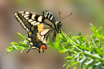 Schwalbenschwanz (Papilio machaon) Schmetterling auf grüner Pflanze 