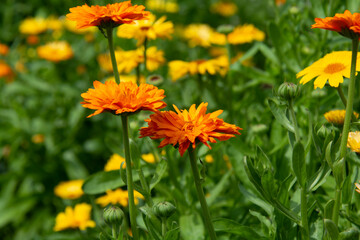 Orange and yellow calendula flowers on a flowerbed in the garden in summer