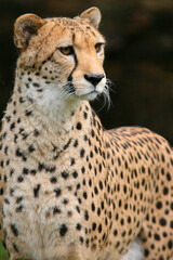 Gepard (Acinonyx jubatus) hält Ausschau, Kenia, Afrika