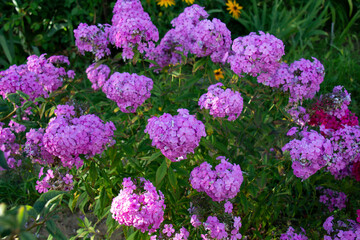 Beautiful lilac phloxes bloom on a flowerbed in summer