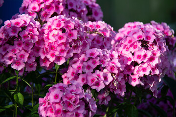 Beautiful pink phlox blooming in summer