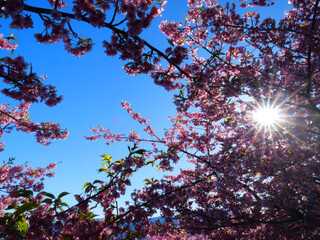 日本、春、日光に照らされる桜