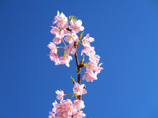 日本、春、青空に映える桜