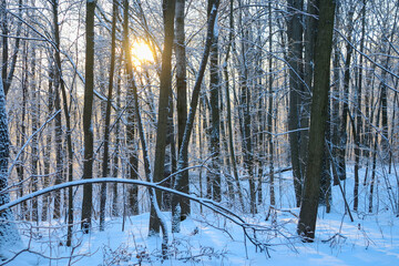 winter  forest with sun