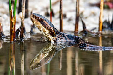 Water Moccasin 3