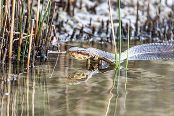 Water Moccasin 2