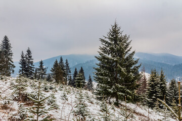 Landscapes - Forest - Europe, Romania, Suceava region