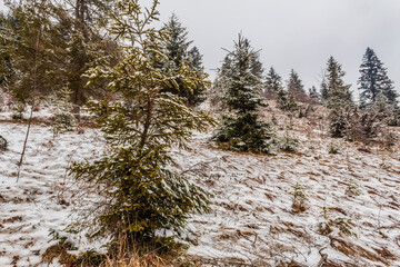 Landscapes - Forest - Europe, Romania, Suceava region