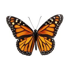Fototapeta premium Monarch butterfly isolated on transparent background, PNG