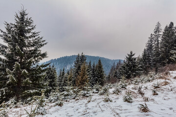 Landscapes - Forest - Europe, Romania, Suceava region