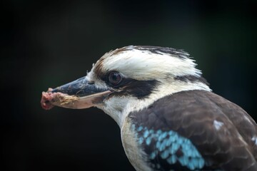 Fototapeta premium Kookaburra with Prey Close-Up