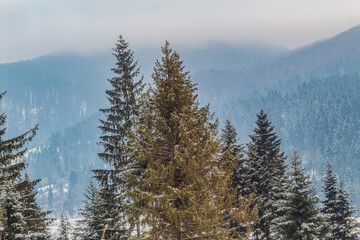 Landscapes - Forest - Europe, Romania, Suceava region
