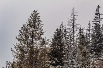 Landscapes - Forest - Europe, Romania, Suceava region
