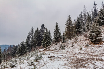 Landscapes - Forest - Europe, Romania, Suceava region