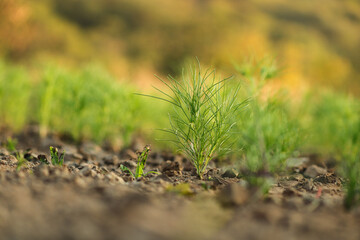 cumin, jeera plant Most popular cumin seeds plant in indian farm or garden,or Carum or Caraway and carvi plant with sunrise golden light, zeera plants and unripe cumin on natural background.