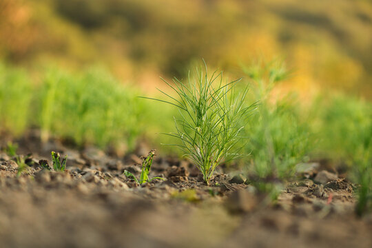 cumin, jeera plant Most popular cumin seeds plant in indian farm or garden,or Carum or Caraway and carvi plant with sunrise golden light, zeera plants and unripe cumin on natural background.