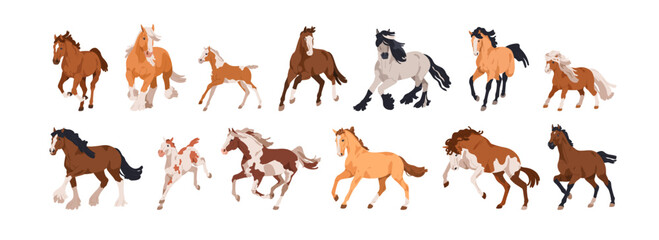 Horses in dynamic poses, movement. Different equine animal breeds set. Thoroughbred stallions, ponies trotting, galloping, frolicking. Flat graphic vector illustration isolated on white background