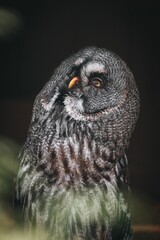 Close-up of a Great Grey Owl