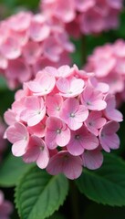 Fototapeta premium Delicate Hydrangea blossoms in soft pink hue with a subtle heart shape and gentle foliage, pink, spring, garden