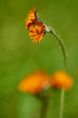 Orangerotes Habichtskraut (Hieracium aurantiacum )	