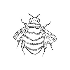 Bumblebee doodle cartoon hand-drawn vector animal illustration.