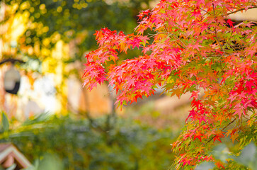 Foliage in the park. Autumn fall leaves of maple trees. Autumn fall leaves in sunlight. Natural...