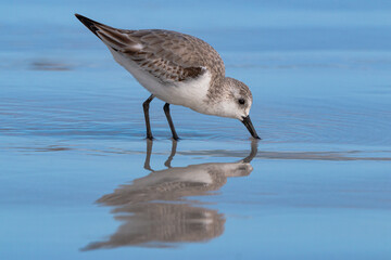 Sanderling in the Galapagos