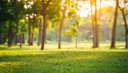blurred natural and light background in the park