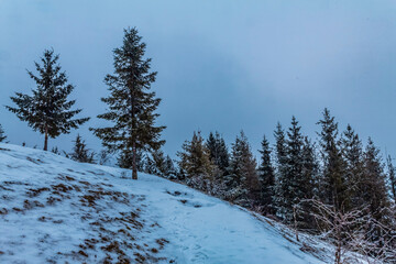Landscapes - Forest - Europe, Romania, Suceava region
