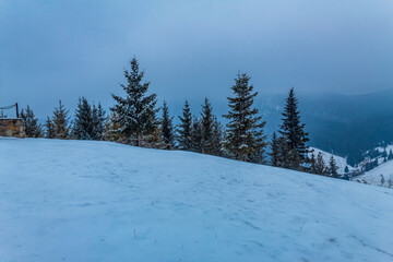 Landscapes - Forest - Europe, Romania, Suceava region
