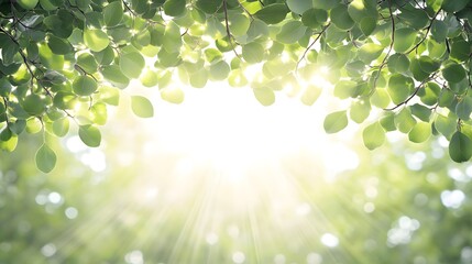 Bright Sunlight Through Lush Green Leaves Nature Background