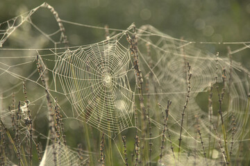 Le travail d'une araignée au petit matin avec de la brume