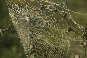 Le travail d'une araignée au petit matin avec de la brume