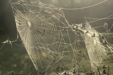 Le travail d'une araignée au petit matin avec de la brume