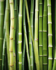 Fototapeta premium bamboo stems, ripe bamboo, bamboo stalks, bamboo plant, light background, natural bamboo, bamboo close-up, bamboo texture, bamboo forest, bamboo shoot, green bamboo, golden bamboo, bamboo leaves, bamb