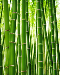 bamboo stems, ripe bamboo, bamboo stalks, bamboo plant, light background, natural bamboo, bamboo close-up, bamboo texture, bamboo forest, bamboo shoot, green bamboo, golden bamboo, bamboo leaves, bamb