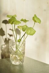 Geranium cuttings in a vintage glass create a peaceful, soft atmosphere with their shadows.