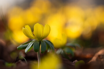 Wiosenne kwiaty ranniki w parku, Cieszyn, wiosenne tło. 