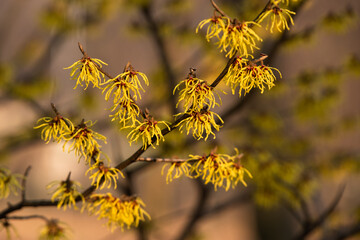 Wiosenne kwiaty, żółty oczar w parku. 