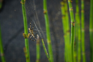 Silver argiope spider with prey on web