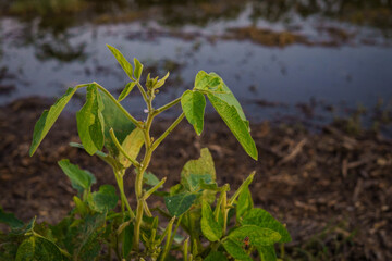 Closeup of soybean leaves on a flooded field after the rain