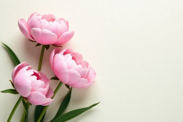 Fototapeta premium Delicate peonies in soft pink hues against a creamy white background, white, greenery
