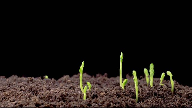 Beautiful Time Lapse of Growth Green Peas Beans Plants Against a Black Background. 4K.