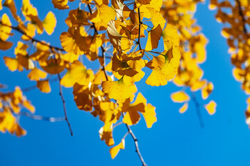 Bright Yellow Ginkgo Leaves in Porto